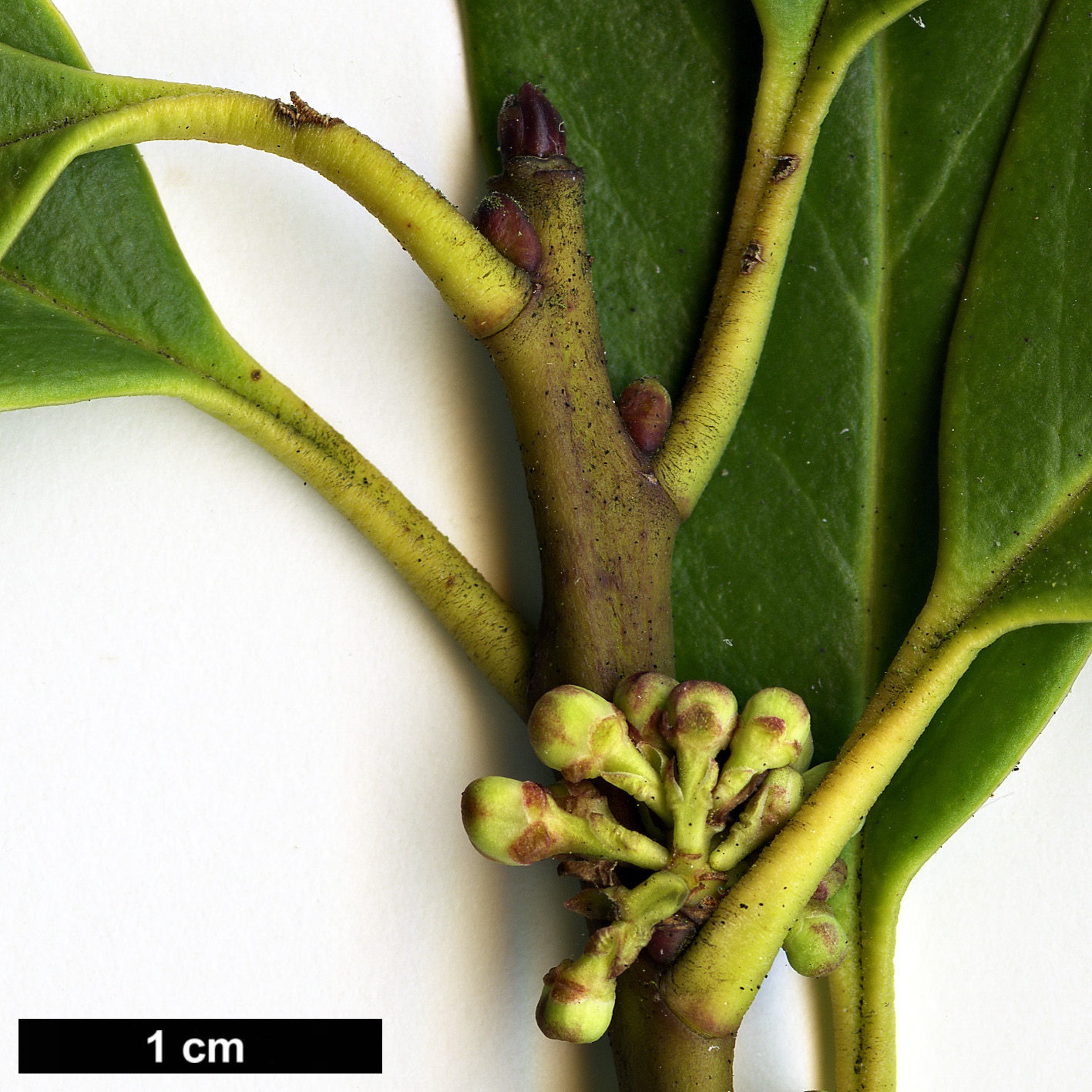 High resolution image: Family: Aquifoliaceae - Genus: Ilex - Taxon: fargesii - SpeciesSub: subsp. fargesii var. brevifolia